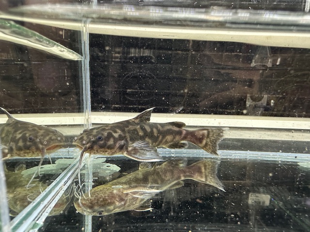 キボシドットカイザードラス