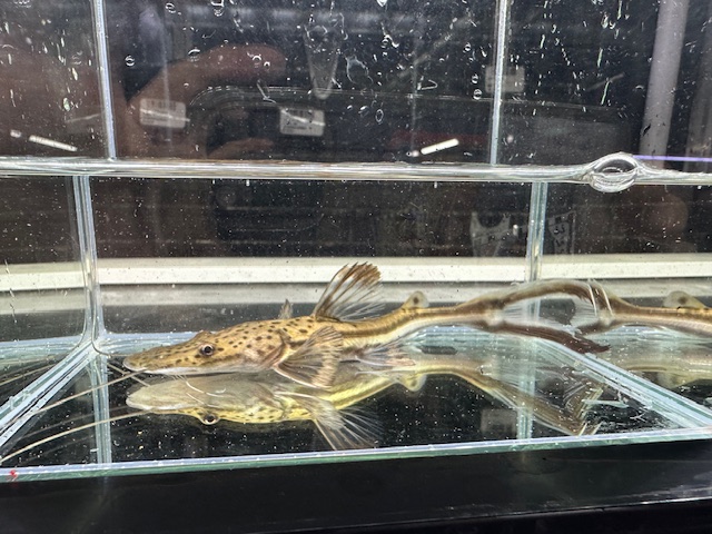 プラニセプス