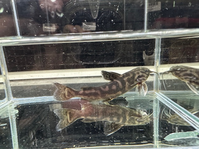 キボシドットカイザードラス