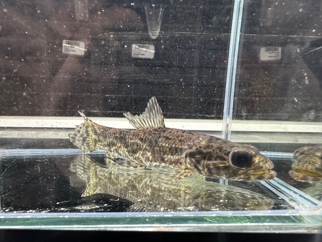 リアルタライロン