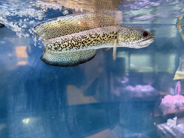 チャンナ　バルカ