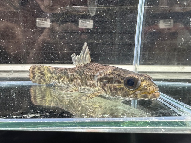 リアルタライロン