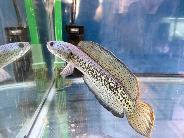 チャンナ　バルカ