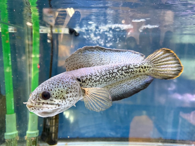 チャンナ　バルカ