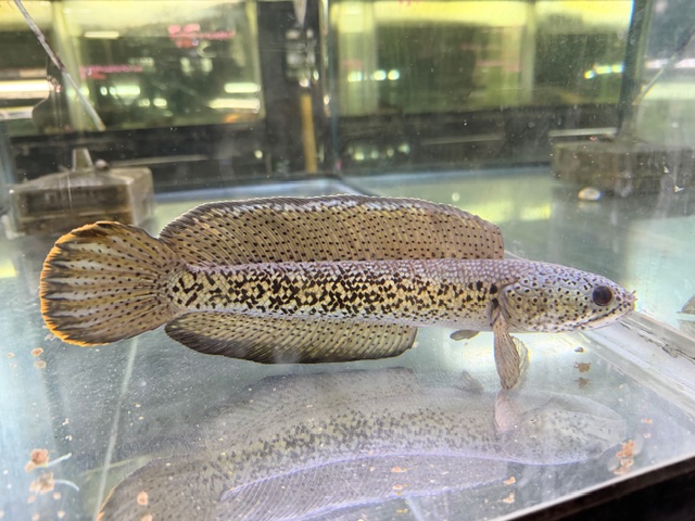 チャンナ　バルカ