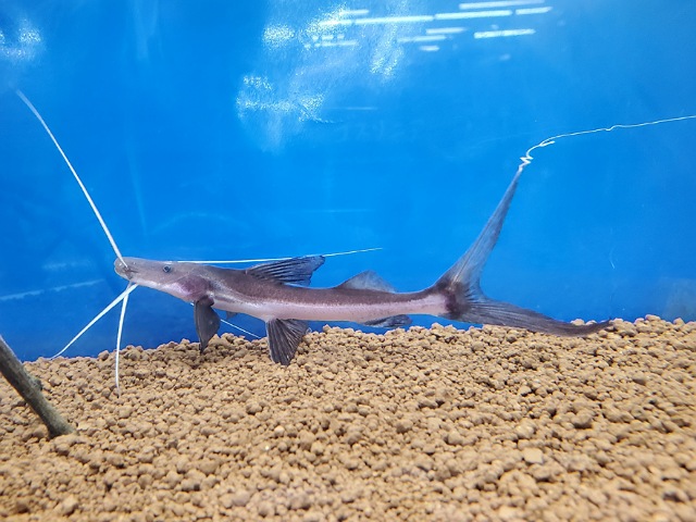 ゴスリニア