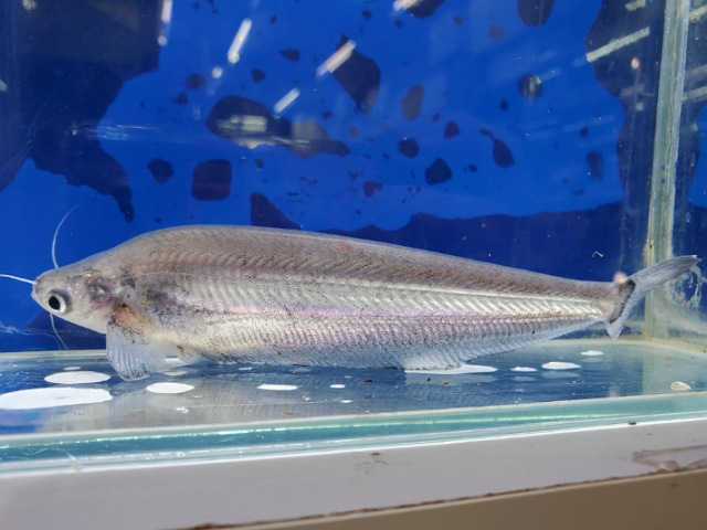 クリプトプテルス　チェベイ