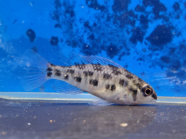 ディクロッスス　ホイルニー