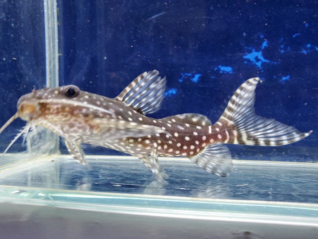 シノドンティス　アンジェリカス　