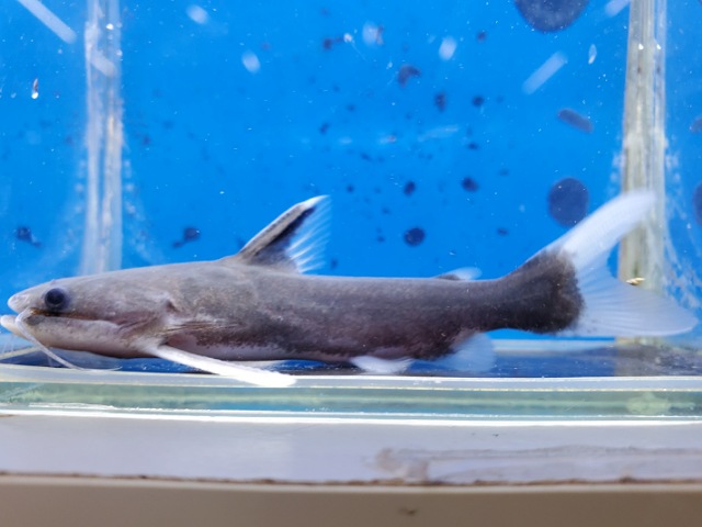 メガマウスキャット　2　2025年5月入荷
