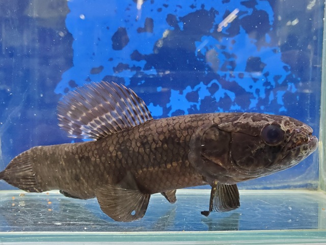 ブラックタライロン
