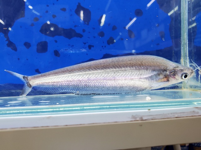 クリプトプテルス　チェベイ