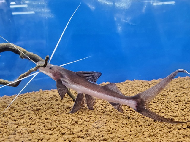 ゴスリニア