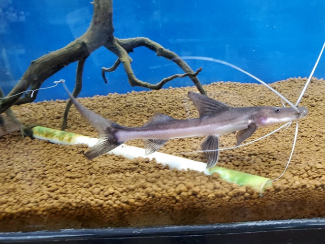 ゴスリニア