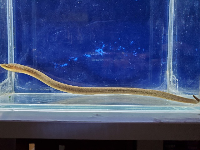 タウナギ