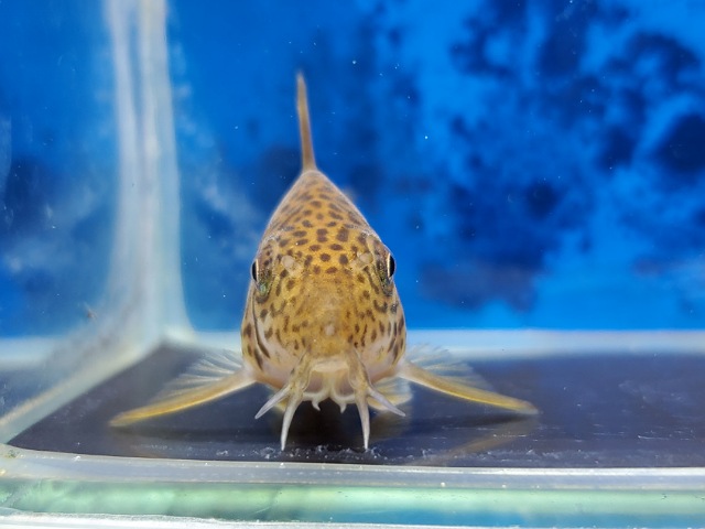 コリドラス　アラグアイエンシス