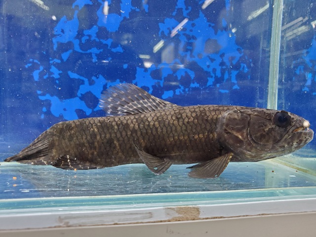 ブラックタライロン