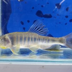 タカサゴオイカワ　2025年5月入荷！