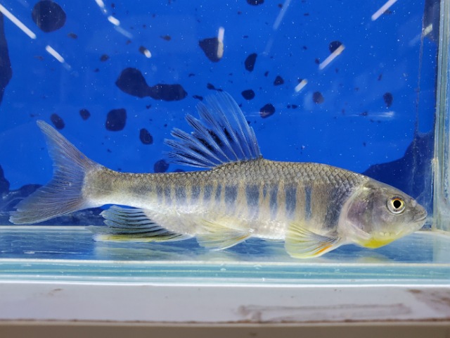 タカサゴオイカワ