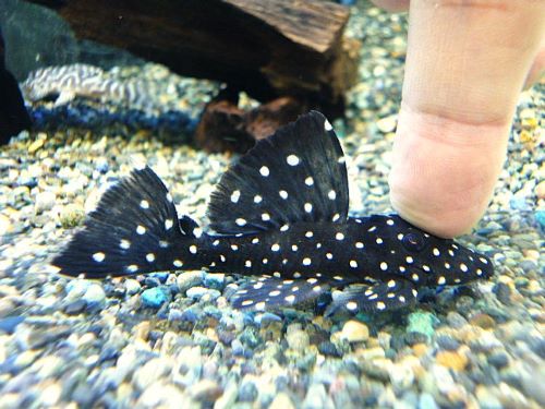 ブラックドラゴンスタークラウンプレコ