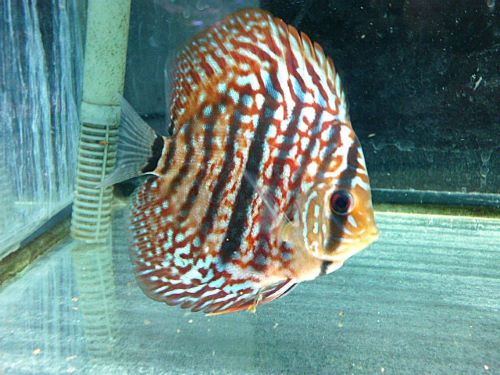 ヘッケルクロス・ディスカス