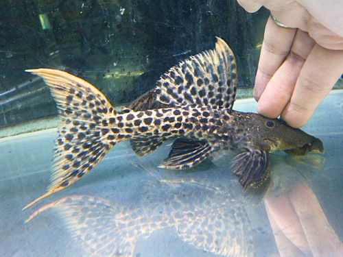 タイタニックトリムプレコ