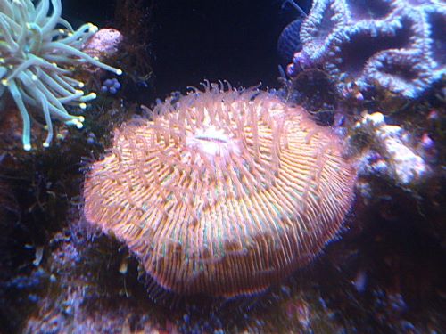 クサビライシ