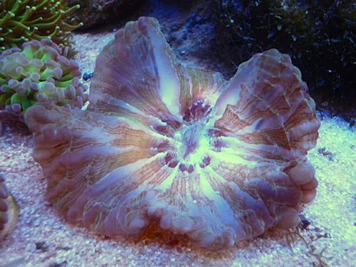 コハナガタサンゴ　２０２５年５月３１日撮影