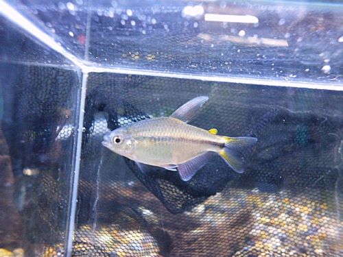 エリスロカラックス　アルティピンニス　２０２５年９月１２日撮影