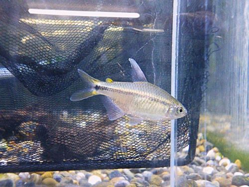 エリスロカラックス　アルティピンニス