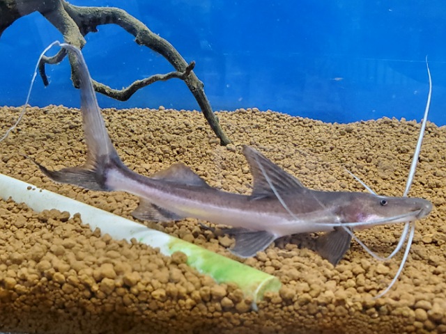ゴスリニア　大特価！