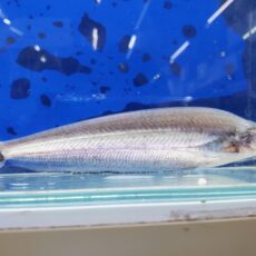 クリプトプテルス　チェベイ　タイ　2025年5月入荷！