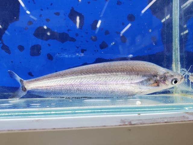 クリプトプテルス　チェベイ　タイ　2025年5月入荷！
