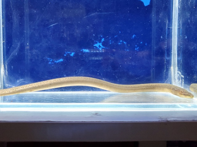 タウナギ