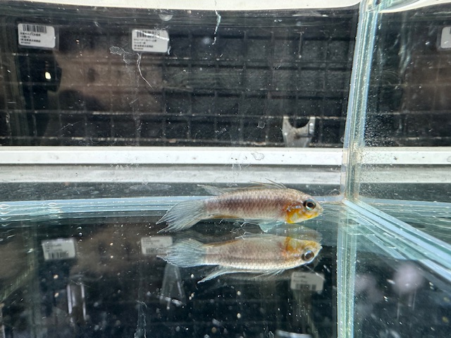 エリザベサエ