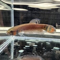 WILD　ベタ　マクロストマ　BRUNEI　ペア　２０２５年４月入荷！！