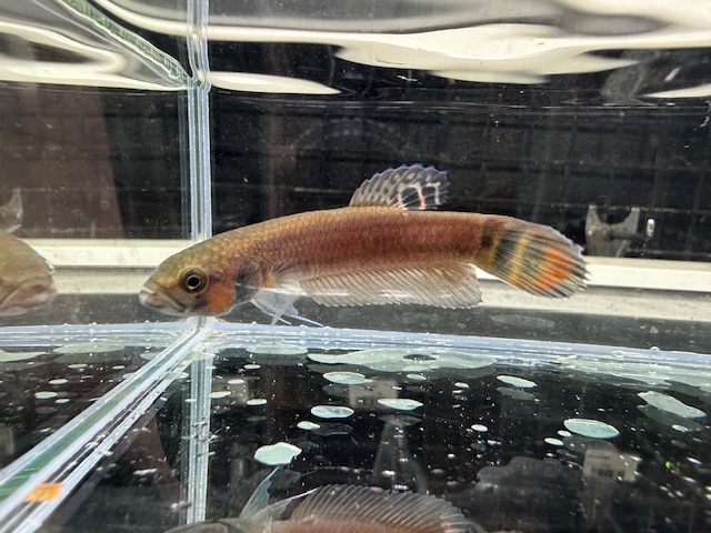 WILD　ベタ　マクロストマ　BRUNEI　ペア　２０２５年４月入荷！！