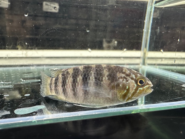 イバナカラ　アドケタ