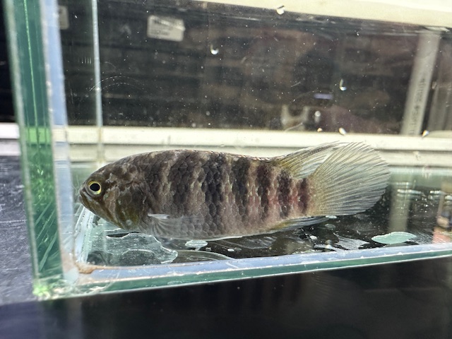 イバナカラ　アドケタ