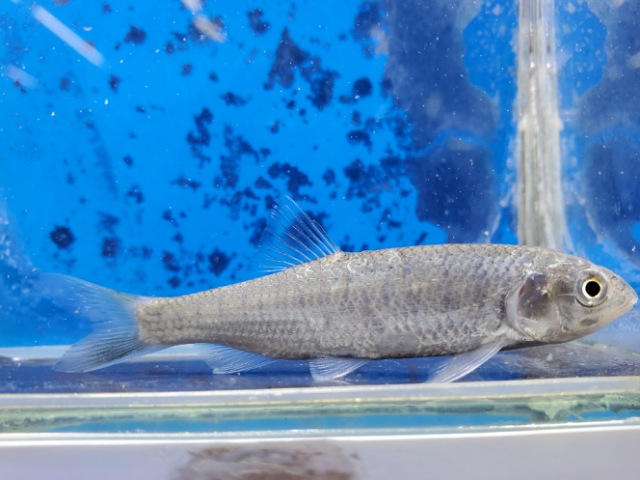 バリリウス　ガテンシス　2025年6月入荷！