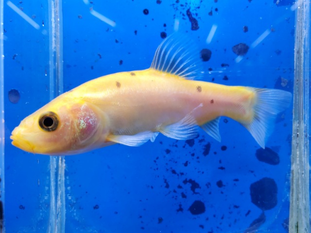 ティンカティンカ