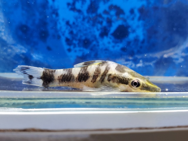 ゼブラオトシン