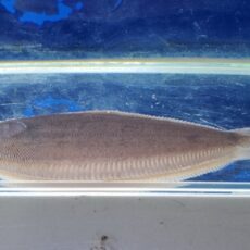 南米淡水シタビラメ　ペルー　2025年6月入荷！
