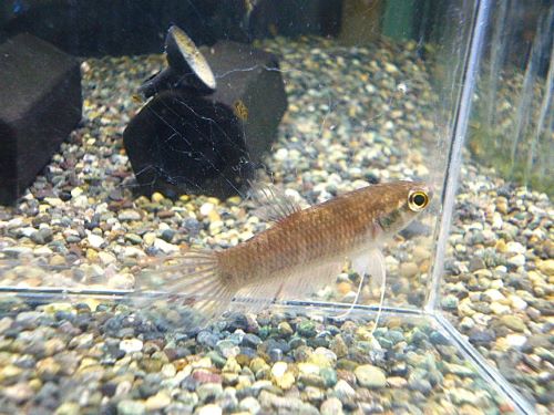 ベタ・エニサエ