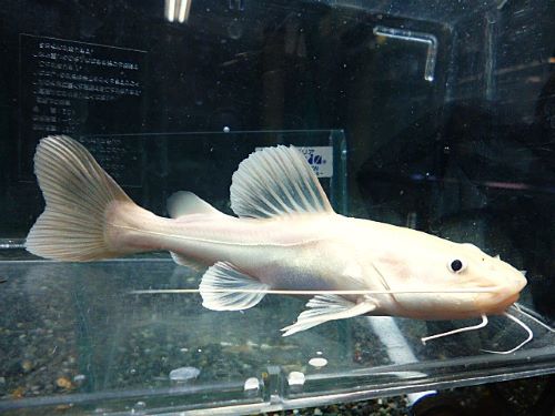 プラチナレッドテールキャット　２０２５年６月２１日入（
