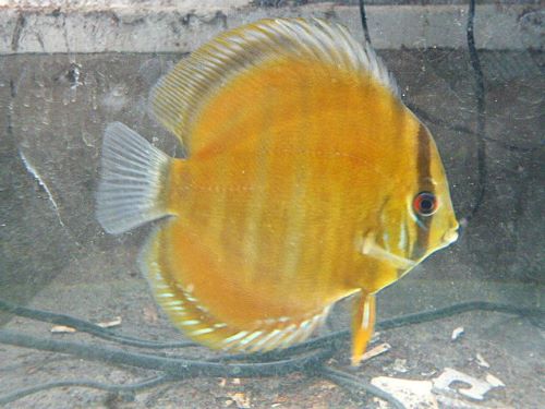 ＷＩＬＤカメタ　レッドディスカス②　２０２５年６月２０日入荷