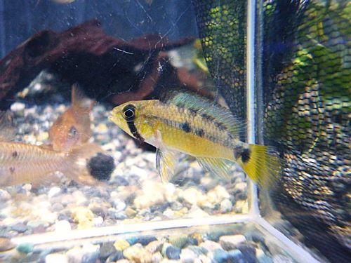 オルテガイ（パパゲイ、ペバス）