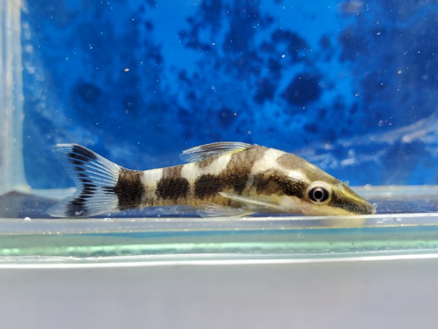 ゼブラオトシン