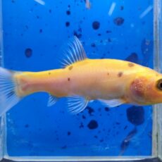 ティンカティンカ　ゴールデン　2025年6月入荷！