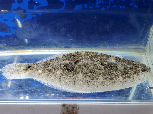 南米淡水ヒラメ